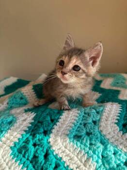 Dolly -  Domestic Short Hair Cat for Adoption in Chicago, Illinois - Dolly | PetCurious