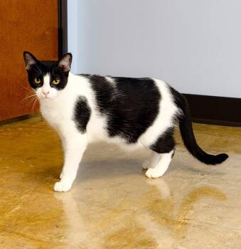 Patches -  Domestic Short Hair Cat for Adoption in Plano, Texas - Patches | PetCurious