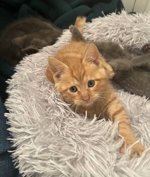 Rescue Domestic Short Hair Cats for Adoption in Chicago, Illinois - Flame | PetCurious