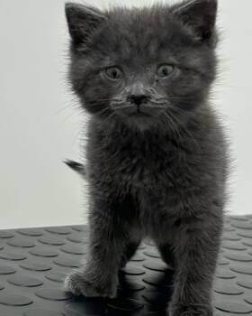 Domestic Short Hair Cats Available for Adoption - Smokey | PetCurious