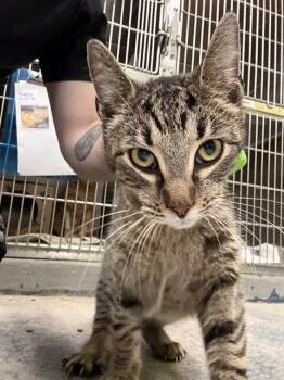 Domestic Short Hair Cats Available for Adoption - MO | PetCurious