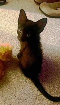 Spider Man -  Domestic Short Hair Cat for Adoption in Kansas City, Missouri - Spider Man | PetCurious