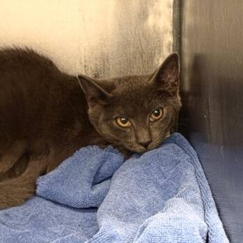 Karen -  Domestic Short Hair Cat for Adoption in Martinsville, Virginia - Karen | PetCurious