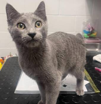 Bobbie -  Domestic Short Hair Cat for Adoption in Golden, Colorado - Bobbie | PetCurious