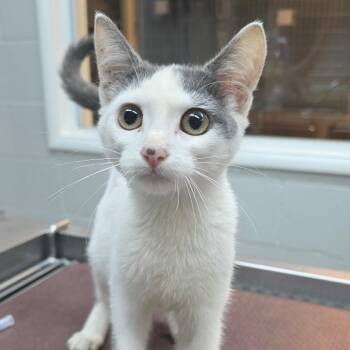 Pearl -  Domestic Short Hair Cat for Adoption in Buellton, California - Pearl | PetCurious