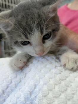 Yoyo - Not at shelter (Shannon) -  Domestic Short Hair Cat for Adoption in Rustburg, Virginia - Yoyo - Not At Shelter (Shannon) | PetCurious