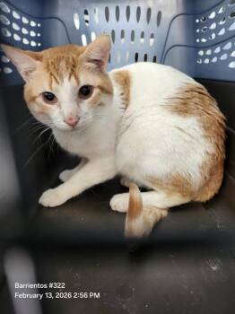 Domestic Short Hair Cats Available for Adoption - LENNY | PetCurious