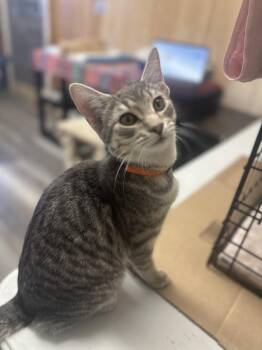 Domestic Short Hair Cats Available for Adoption - Ivy | PetCurious