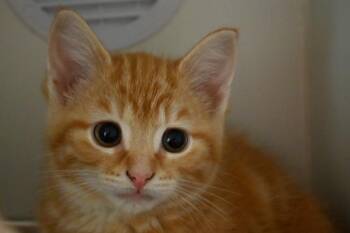 Domestic Short Hair Cats Available for Adoption in Decatur, Illinois - XANDER | PetCurious