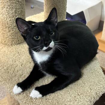 Lock -  Domestic Short Hair Cat for Adoption in Sarasota, Florida - Lock | PetCurious