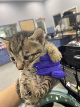 LINUS -  Domestic Short Hair Cat for Adoption in Palmetto, Florida - LINUS | PetCurious
