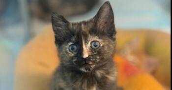 Tiana Benassi (fka Tangerine Be) -  Domestic Short Hair Cat for Adoption in West Peoria, Illinois - Tiana Benassi (fka Tangerine Be) | PetCurious