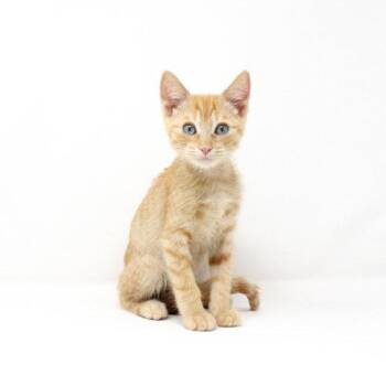 Lima -  Domestic Short Hair Cat for Adoption in Florence, Arizona - Lima | PetCurious
