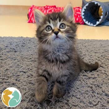 FernSong -  Domestic Long Hair Cat for Adoption in Toledo, Ohio - FernSong | PetCurious