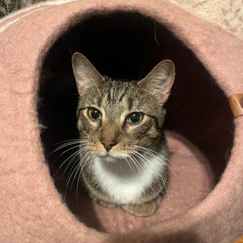 Domestic Short Hair Cats Available for Adoption in Rochelle Park, New Jersey - Carmen | PetCurious