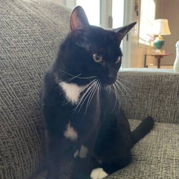 Late Show -  Domestic Short Hair Cat for Adoption in Candler, North Carolina - Late Show | PetCurious