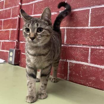 Noodles -  Domestic Short Hair Cat for Adoption in Laredo, Texas - Noodles | PetCurious