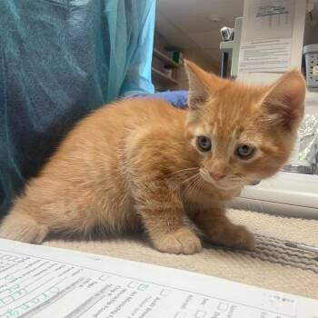 Gohen w/ Goten -  Domestic Short Hair Cat for Adoption in Flagstaff, Arizona - Gohen W/ Goten | PetCurious