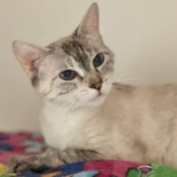 Rescue Domestic Short Hair Cats for Adoption in Cumming, Georgia - Dunwoody | PetCurious