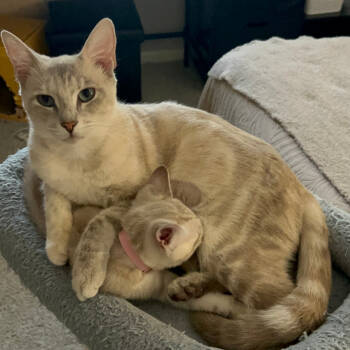 Rescue Siamese Cats for Adoption in Fort Lauderdale, Florida - Tin Lizzie | PetCurious