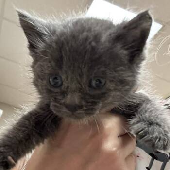 Domestic Short Hair Cats Available for Adoption in Tupelo, Mississippi - Ricardo - 042902U | PetCurious