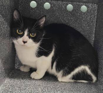 Marnie -  Domestic Short Hair Cat for Adoption in Athens, Tennessee - Marnie | PetCurious