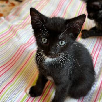 Rescue Domestic Short Hair Cats for Adoption in West Palm Beach, Florida - Harvest | PetCurious