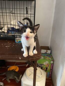 Belerian -  Domestic Short Hair Cat for Adoption in Trenton, New Jersey - Belerian | PetCurious
