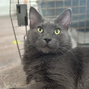 Tatum -  Maine Coon Cat for Adoption in Nashville, Tennessee - Tatum | PetCurious
