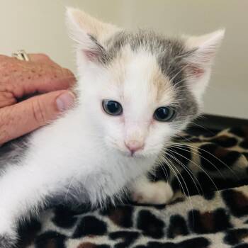 Mango -  Domestic Short Hair Cat for Adoption in Jacksboro, Tennessee - Mango | PetCurious