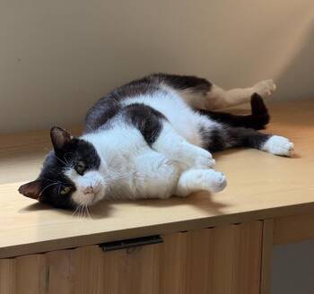 Captain -  Domestic Short Hair Cat for Adoption in Milton, Delaware - Captain | PetCurious