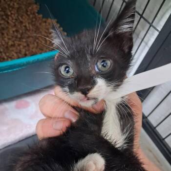Frankenstein -  American Shorthair and Domestic Medium Hair Cat for Adoption in Parrish, Alabama - Frankenstein | PetCurious