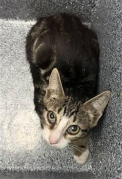 ECHO -  Domestic Short Hair Cat for Adoption in Dallas, Texas - ECHO | PetCurious