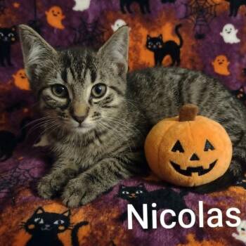 Nicolas -  Tabby Cat for Adoption in Wyandotte, Michigan - Nicolas | PetCurious
