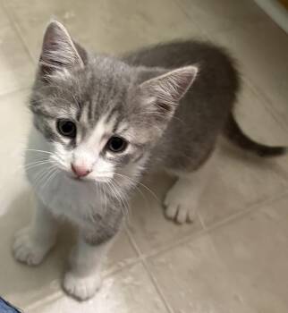 Tabby and Domestic Short Hair Cats Available for Adoption in Powder Springs, Georgia - Doxie | PetCurious