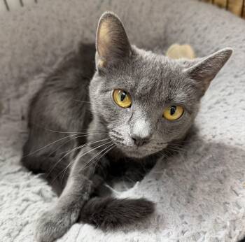 Newbie -  Domestic Short Hair Cat for Adoption in Estes Park, Colorado - Newbie | PetCurious