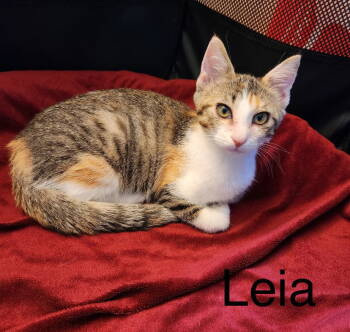 Rescue Domestic Short Hair Cats for Adoption in WDM, Iowa - Leia | PetCurious