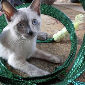 Patricia -  Siamese Cat for Adoption in Saginaw, Michigan - Patricia | PetCurious