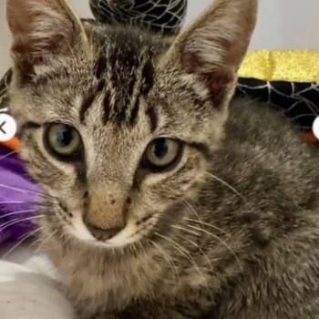 Leo -  Domestic Short Hair Cat for Adoption in Folsom, Louisiana - Leo | PetCurious