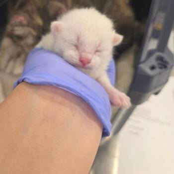 Kristoff -  Domestic Short Hair Cat for Adoption in Chattanooga, Tennessee - Kristoff | PetCurious
