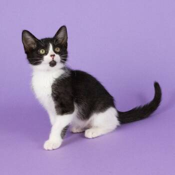 Jolly Roger -  Domestic Short Hair Cat for Adoption in Dallas, Texas - Jolly Roger | PetCurious