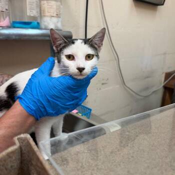 Oreo -  Domestic Short Hair Cat for Adoption in Birmingham, Alabama - Oreo | PetCurious