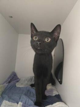 Jenny -  Domestic Short Hair Cat for Adoption in Savannah, Georgia - Jenny | PetCurious
