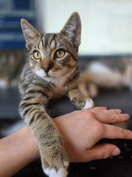 Domestic Short Hair Cats Available for Adoption in Wilmington, North Carolina - Chip | PetCurious