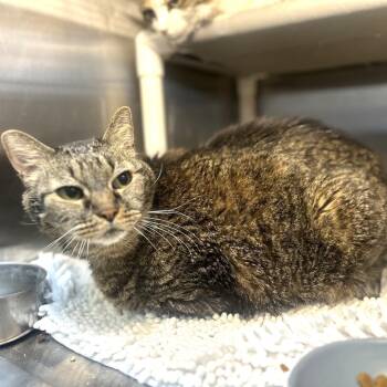 Domestic Short Hair Cats Available for Adoption in Palm Springs, California - Oscar | PetCurious