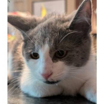 Mickey May, adopt with Minnie -  Domestic Short Hair Cat for Adoption in Hudson, Massachusetts - Mickey May, Adopt With Minnie | PetCurious