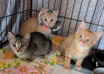 Sunny D -  Domestic Short Hair Cat for Adoption in Louisa, Virginia - Sunny D | PetCurious