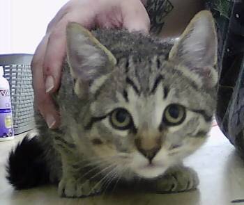 Rescue Domestic Short Hair Cats for Adoption in Dayton, Minnesota - Jay | PetCurious