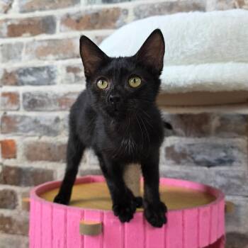Lisa -  Domestic Short Hair Cat for Adoption in New Orleans, Louisiana - Lisa | PetCurious