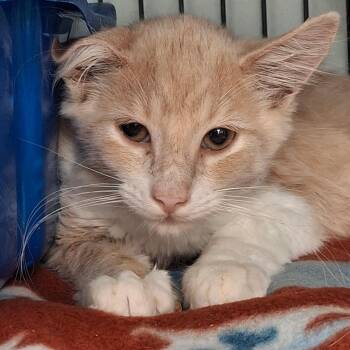 Atlas -  Domestic Medium Hair Cat for Adoption in Lakeland, Florida - Atlas | PetCurious